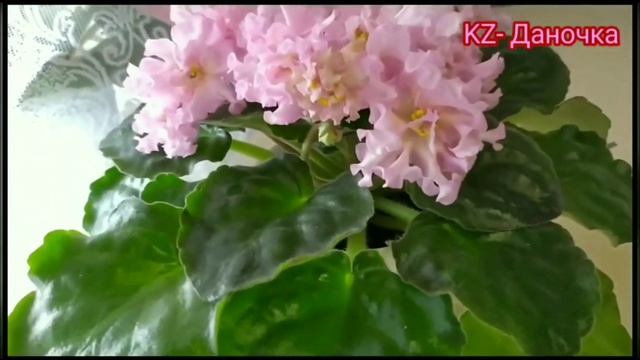 25 СОРТОВ ФИАЛОК С НАЗВАНИЯМИ. смотреть онлайн