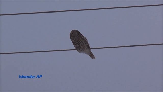 Сова / Длиннохвостая неясыть / Owl / Strix uralensis