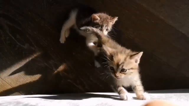 Мир, мы пришли к тебе! Несем мир, доброту и любовь!  😻😻😻