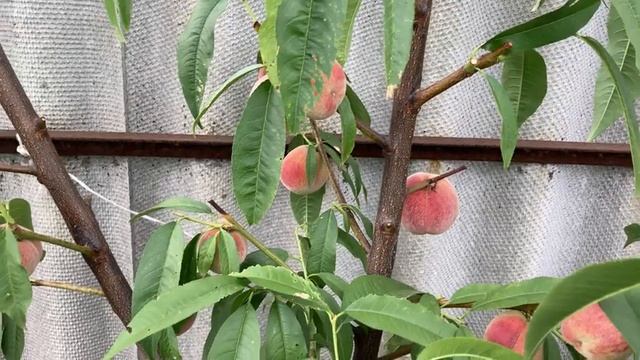 Персик Донецкий Ранний в Воронеже 18.07.2020. 4К смотреть онлайн