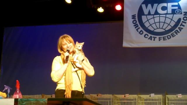 выставка кошек зимняя сказка саров 2015 часть5 шоу домашних кошек смотреть онлайн