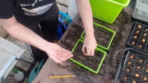 Back Garden Veg Plot:Begonias and petunias sowing.