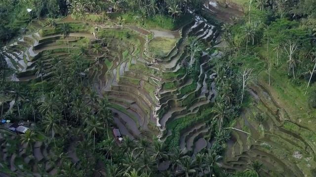 Бизнес дача (Бали) смотреть онлайн