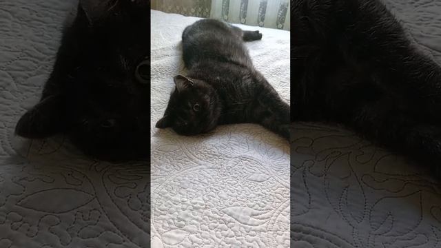 Мой любимый котик Уголёк