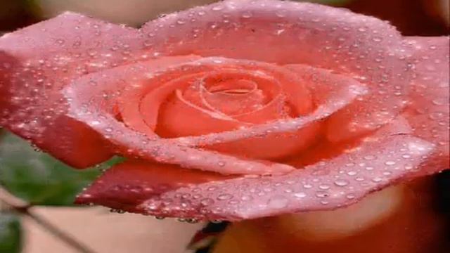 #ЧастотаДома #ЧастотаЛюбви❤️🕊️А он мне в сердце радугу включил❤️🌈 Любите и будьте любимы!✨