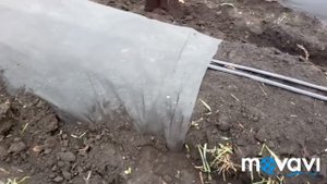 Как делать грядки для клубники. Клубника Джоли, ОНДА, Соната, Флер, Альба.