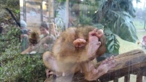Baby monkey. Before the war/Детёныш мартышки