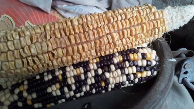 Загатовил свои семена десертной кукурузы. смотреть онлайн