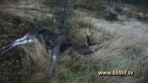 Охота на лося