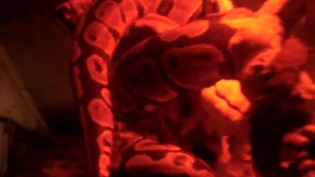 Ball Python Care ( Set-up) Feeding at the End ( Frozen Thawed) смотреть онлайн