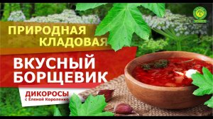 Съедобные дикоросы с Еленой Короленко. Вкусный борщевик.