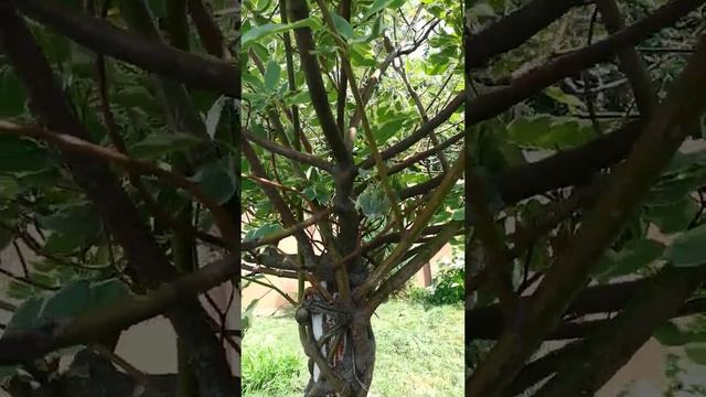 Дерен -дерево в саду смотреть онлайн