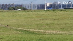Фараонова собака. REEDLY ROAD QUE TAL (К) - REEDLY ROAD QUI WARRANTO (Б). ЧРКФ CACL, Суханово 2019