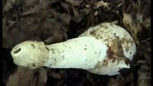 Грибы Веселки в лесу.  Как собирают Веселки. Как приготовить.