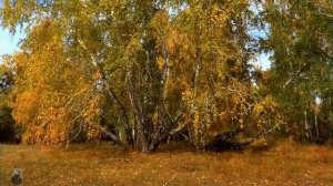Бабье лето (Клёны выкрасили город)