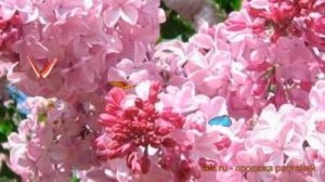 Сирень гиацинтовая Эстер Стейли (syringa) ? обзор: как сажать, саженцы сирени Эстер Стейли