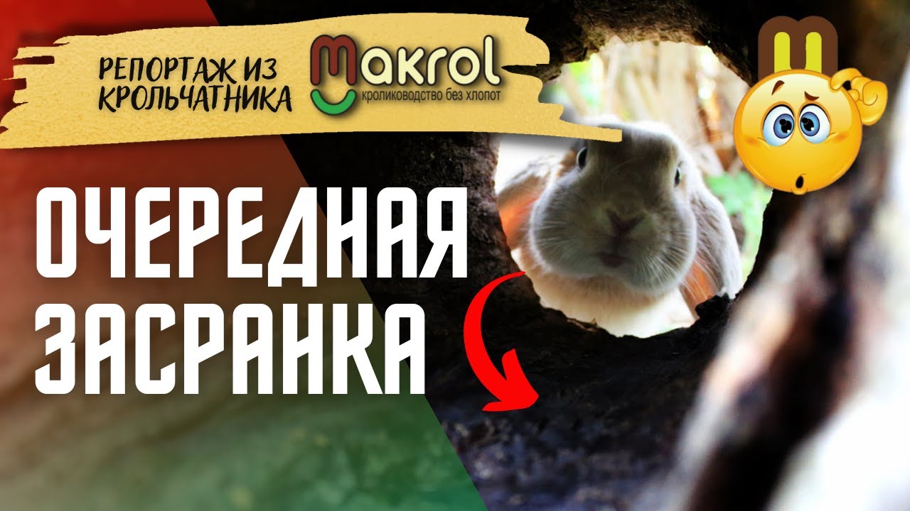 ?УЖАС! Крольчиха закопала крольчат в гнезде.? Бывает же такое #Макрол #Макляк