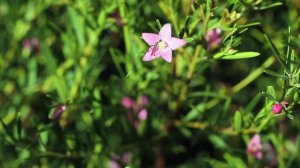 Episode X3: gasteruption wasp & Boronia flower