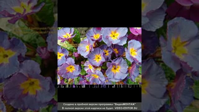 Примулы обзор разных видов . Аурикулы ,бесстебельные ,мелкозубчатые , полиантовые . смотреть онлайн