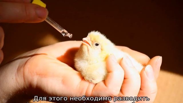 Байтрил: инструкция по применению для цыплят