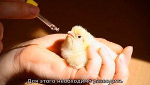 Байтрил: инструкция по применению для цыплят