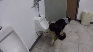 Собака писает в писуар