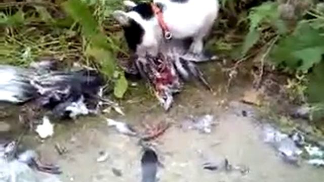 ЛУЧШЕ Милый котик кушает птичку смотреть онлайн