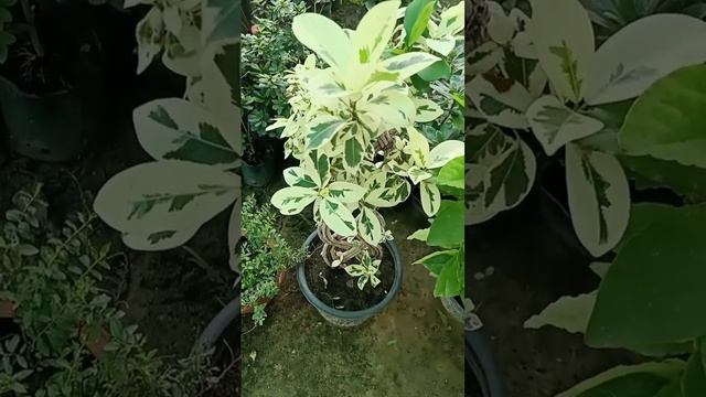 Amazing Ficus Safari / Ficus Starlight