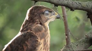 Канюк обыкновенный