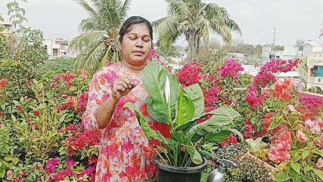 How to grow peace lily | air purifier plant care tips in telugu
