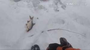 Ловля на концы и вертолеты!