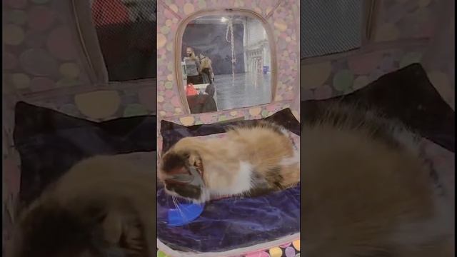 Шотландская вислоухая длинношерстная кошка