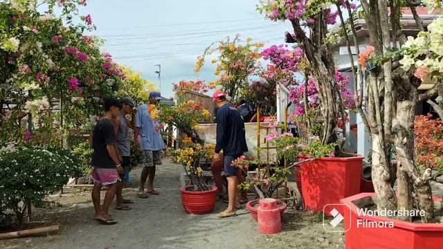 Royale Garden Grafted Bougainvillea Bound to Laguna / How to Transport Grafted Bougainvillea смотреть онлайн