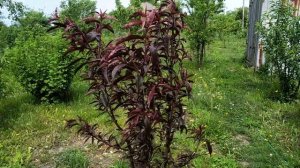 Краснолистный персик