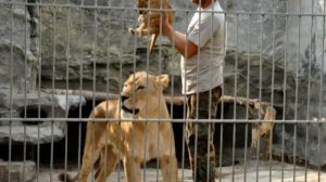 Сказка " Лев и собачка " Лев Толстой