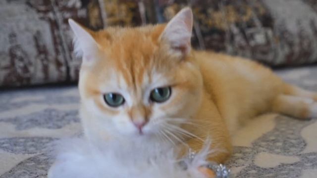 Британская шиншилла золото  ?