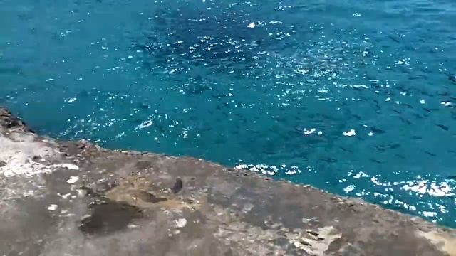 Roundhouse Tour #2 Citronella Cottages in Negril, Jamaica смотреть онлайн