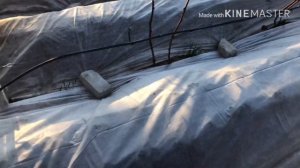 Как защитить клубнику от весенних морозов. Весна 2020г.