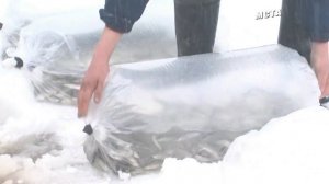 Озеро Пирос зарыбили молодью сига и пеляди.