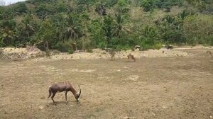 African Savanna Tour - Cebu Safari Zoo