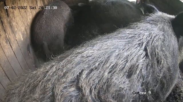 Прямая трансляция пользователя Фунтик и его друзья смотреть онлайн