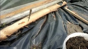 Посадка арбузов в лунки мульчирование пленкой.|Planting watermelons in the hole of the mulching fil