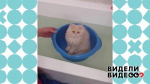 Купание кошки. Видели видео? Фрагмент выпуска от 03.05.2021