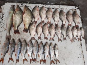 Хорошая рыбалка на озере Буйвола  г. Будённовск Ставропольский край.   Май 2023г.