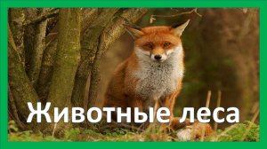 Животные леса. Окружающий мир