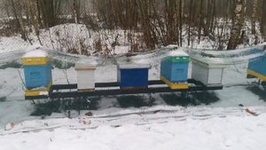 Спасаем пчёл от синиц #2