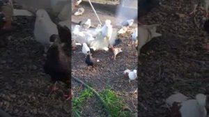 Армянские голуби порода Кудул и Белохвостые.