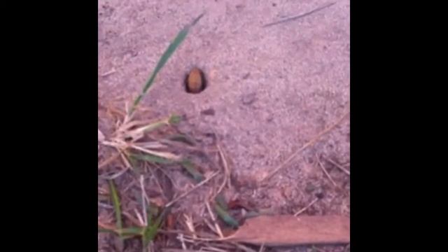 Муравей и гусеница