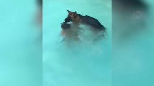 Собака Спасает Ребенка Ценой Своей Жизни! Животные Герои Снятые на Камеру