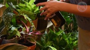 РАССАДА ЗЕЛЕНЕЕТ И РАСТЕТ НА ГЛАЗАХ! 1 ТАБЛЕТКА НА ЛИТР ВОДЫ! СРЕДСТВО ИЗ АПТЕКИ ДЛЯ РАССАДЫ